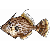 穴場釣りの魚イラスト カワハギ