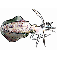 穴場釣りの魚イラスト アオリイカ