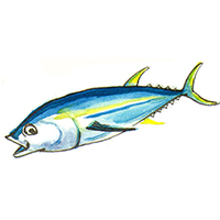 穴場釣りの魚イラスト キハダマグロ