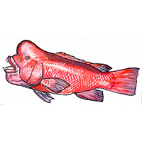 穴場釣りの魚イラスト カンダイ