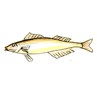 穴場釣りの魚イラスト シロギス