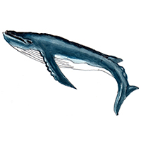 穴場釣りの魚イラスト クジラ