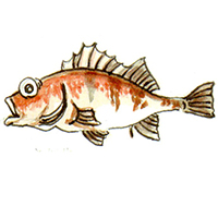 穴場釣りの魚イラスト メバル